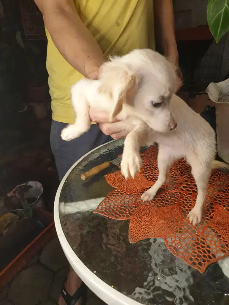 Dog mini sehat lincah