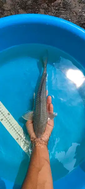 Ikan koi blitar kualitas soragoi 33cm