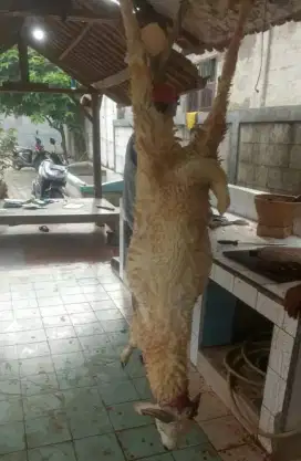 Menyediakan kambing/domba Qurban free ongkir