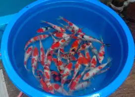 Ikan koi 20-25cm paket 100 ekor