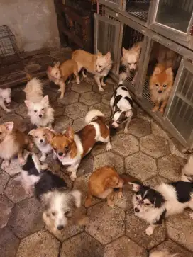 Dog kecil mini imut