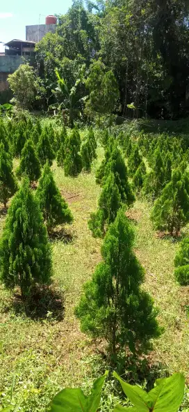 jual pohon cemara kipas,pohon cemara kipas