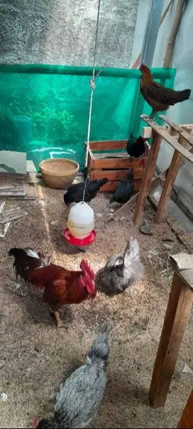 Dijual Indukan Ayam KUB Pemesanan Sepaket dan Ecer, Lampung