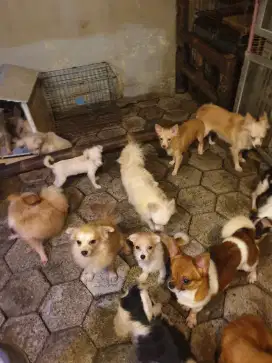 Dog ras kecil imutzz