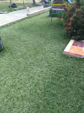 Jual rumput hias taman Gajah mini, varigata