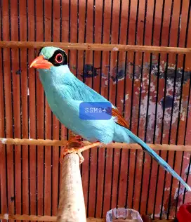 Burung EK Gacor Dor Suara Variasi Koleksi Pribadi Bisa Kirim Indonesia