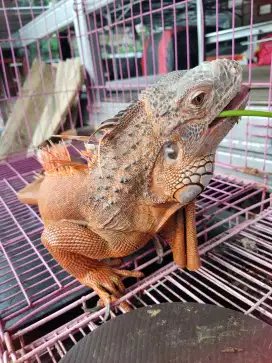 Iguana Super Red High Colour Jantan Dewasa 1,5m up