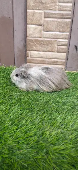 Marmut/guinea pig silky jr