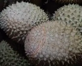 Duren Musangking & black thron
