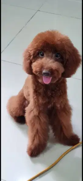 Medium Super Red Toy Poodle