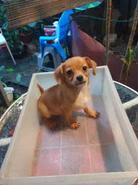 Dog mini size puppy unyu2
