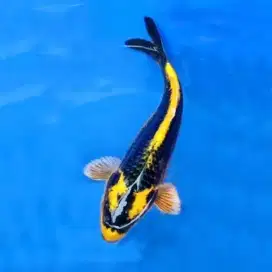 Ikan koi kin kabuto - ikan hias - ikan koi