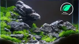 design aquascape tema hias iwagumi batu batuan akurium