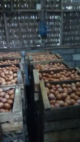 suplier telur ayam