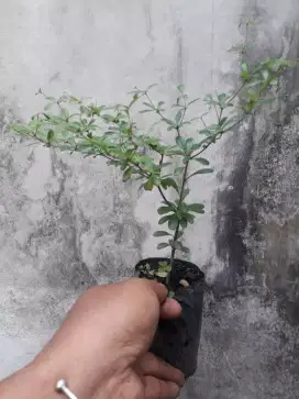 Bibit tanaman bahan bonsai bucida