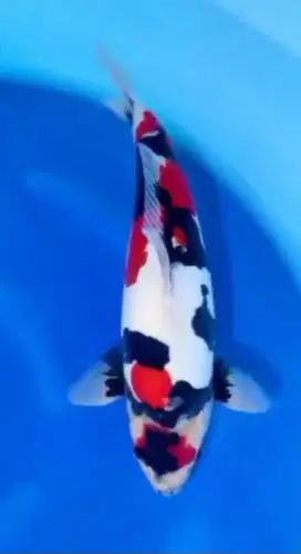 KOI IMPORT SAKAI SHOWA SIZE 62CM