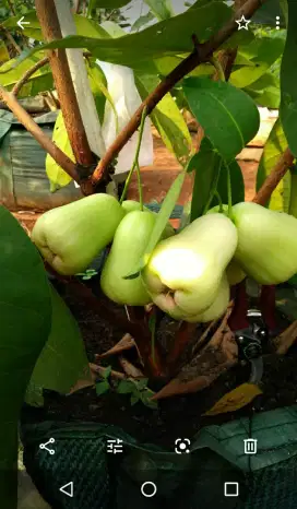 Bibit Jambu Air Madu Deli