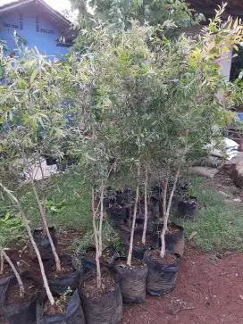 Menjual Pohon Kayu Putih