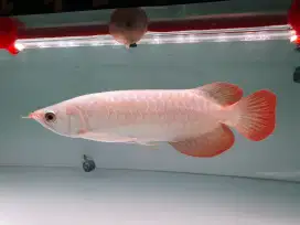 Super Red uk 26-27cm
