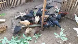 Dijual ayam kampung dari anakan sampai indukan