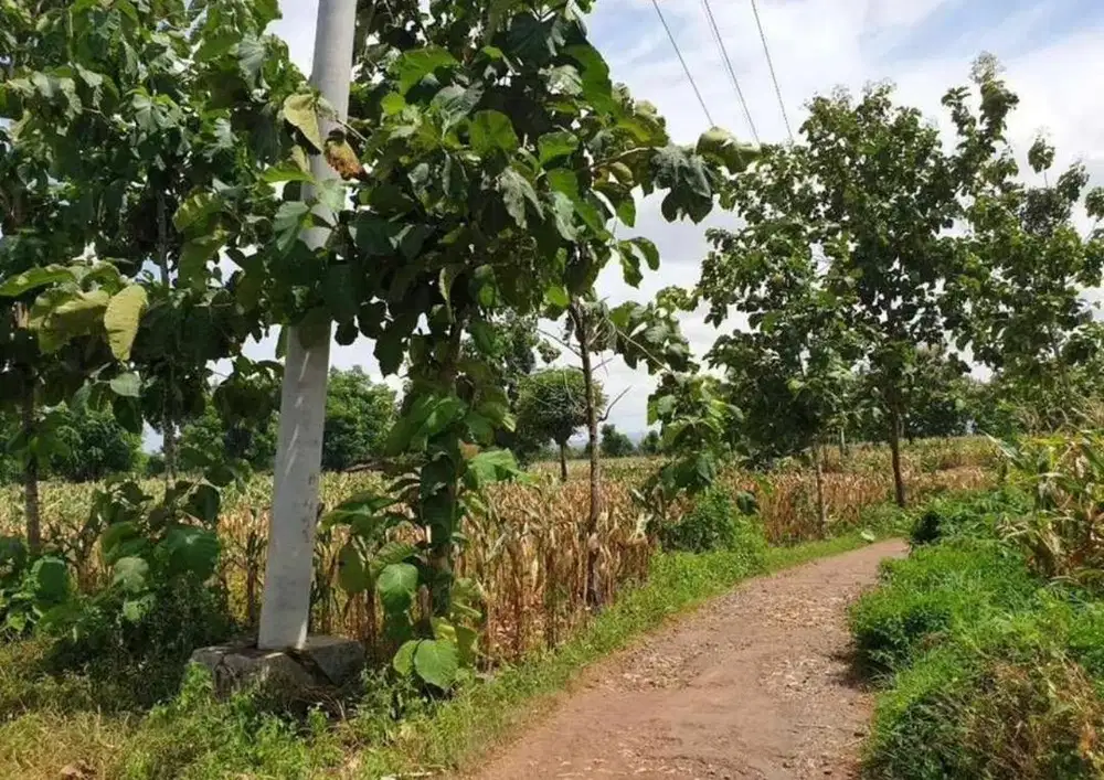 Jual tanah desa tobo, Merakurak Tuban Jawa Timur