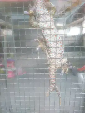 Tokek ekor cabang 2