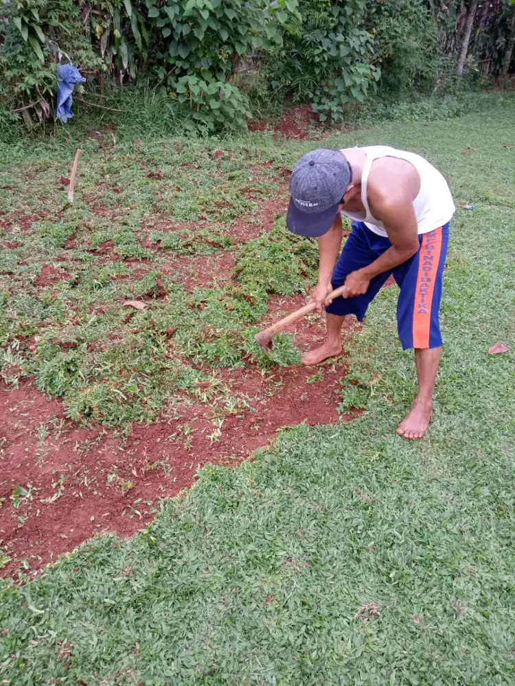 Petani rumput gajah mini
