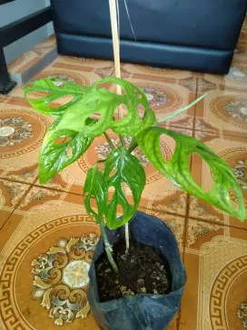 Tanaman Hias Janda Bolong (Monstera AdanSonii)