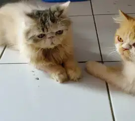 Kucing peaknose exo jasa pacak