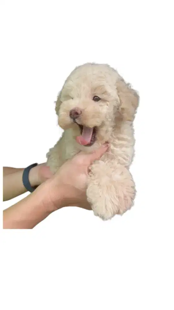 Apricot Poodle Tiny Toy Kecil