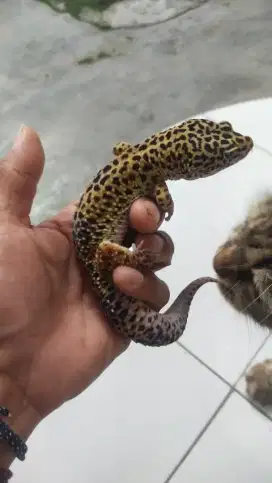 Leopard gecko male