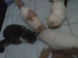 Groming kucing panggilan