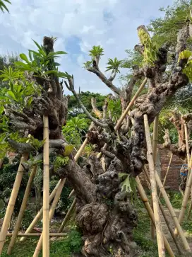 Pohon kamboja fosil besar