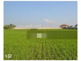 Dijual cepat tanah sawah di cianjur Rp 850 jt/m2