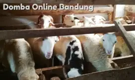 Domba Aqiqah Bandung Raya