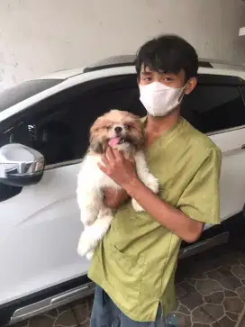 Grooming doggy panggilan kerumah
