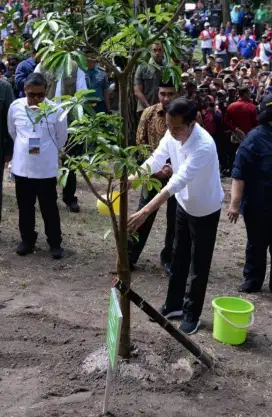 pohon pule tungal