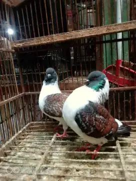 Burung merpati hias modena istimewa