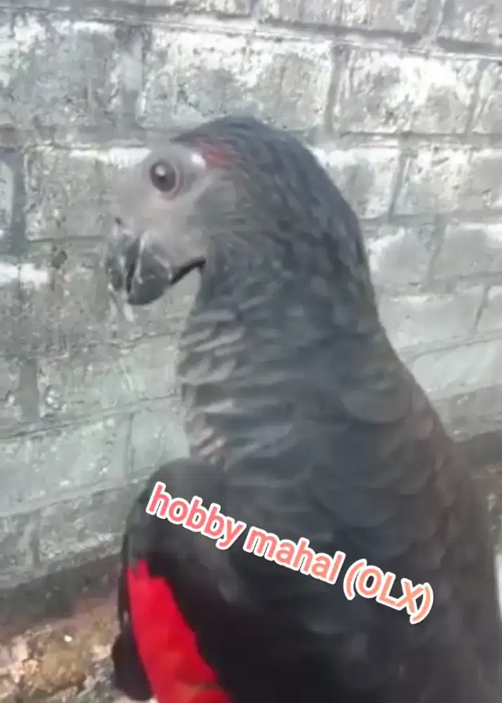 Burung kasturi raja sultan jinak total mewah mempesona