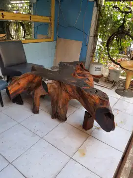AKAR BESAR POHON MAHONI TUA