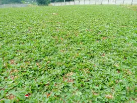 Tukang rumput cileungsi/tukang Buat taman cilengsi