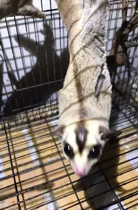 For Adoption : Sugar Glider White Face - Jantan Dewasa