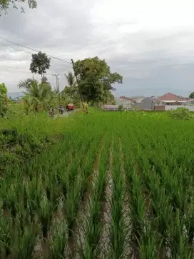 Dijual tanah di cianjur nagrak