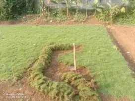 Macam2 rumput taman..