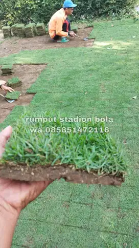 Harga Supplier Rumput Stadion Lapangan Zoysia Matrella Salatiga