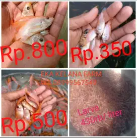 Jual Bibit Ikan Nila Merah Cigombong Bogor