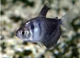 ikan tetra hias