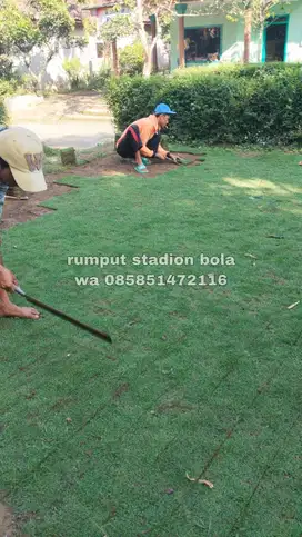 Harga Supplier Rumput Stadion Lapangan Zoysia Matrella Depok