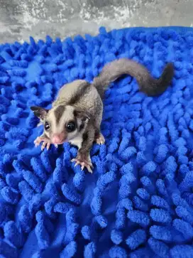 Sugar Glider Betina/Jantan