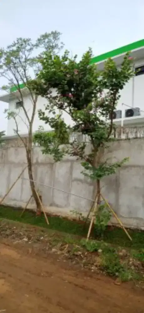 Tukang kebun dan taman amanah dan galian kolam,pengurugan, buang puing